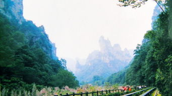 张家界森林公园 袁家界 杨家界 金鞭溪 天子山 云度玻璃桥 天门山森林公园3天2晚自由行 单独导游专职服务 纯玩0购物