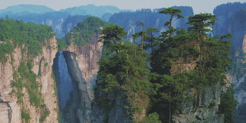 张家界导游亲述 游客比较淡定,旅游业者旺季 自我隔离