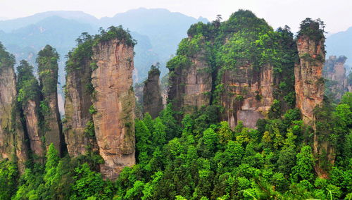 张家界导游陈妹子 张家界导游陈妹子的电话联系方式